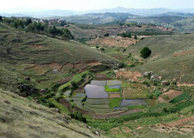 rizi&egrave;res