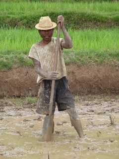 paysan riziculteur
