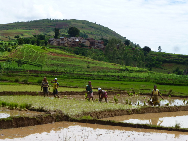 Village Ambohimasina et ses rizières