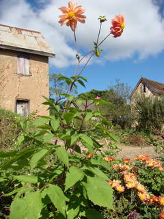 beaucoup de fleurs en cette fin mars