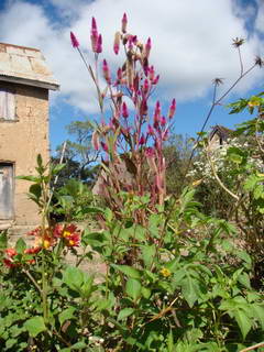 beaucoup de fleurs en cette fin mars