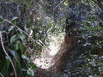 Sentier peu entretenu et envahi par la végétation