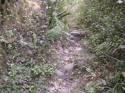 Sentier peu entretenu et envahi par la végétation