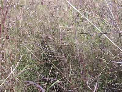 Arrivée sur le sommet les herbes sauvages font plus de 2 mètres