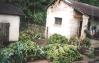 Train FCE Fianarantsoa Côte Est