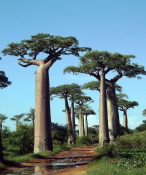 Allée des Baobabs saison humide