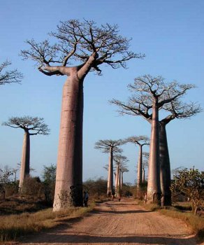 Allée des Baobabs saison sèche