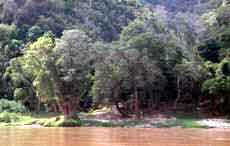 Arbre