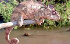 Caméléon
