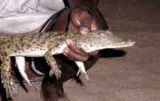 Crocodile