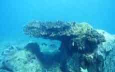 Tulear Anakao photo sous marine