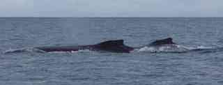 baleine