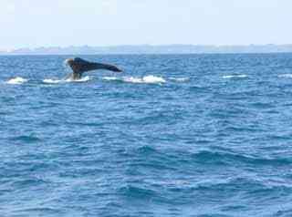 baleine