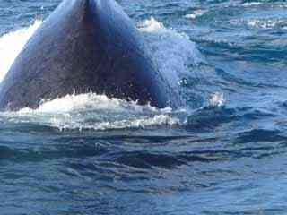 baleine