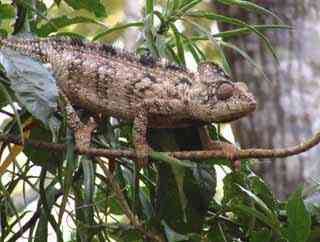 caméléon
