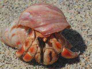 crabe