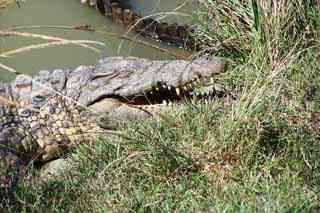 crocodile