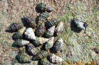 gasteropods at low tide