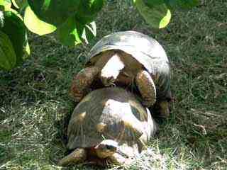 tortue