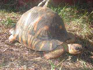 tortue