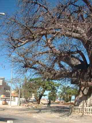 la flore malgache