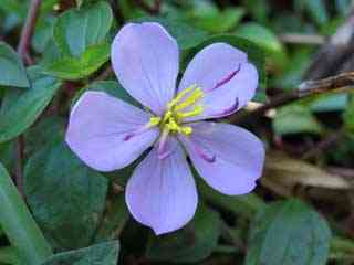 la flore malgache