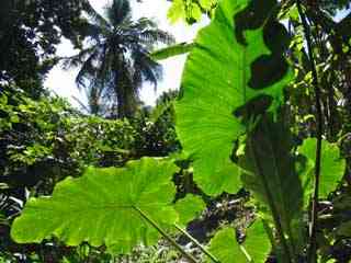 la flore malgache