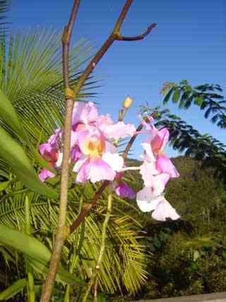 la flore malgache