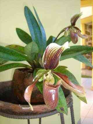 la flore malgache