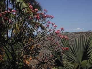 la flore malgache