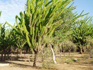 la flore malgache