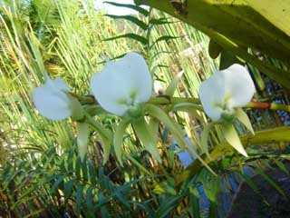 la flore malgache