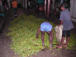 la flore malgache