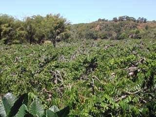 la flore malgache