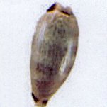blasicrura quadrimaculata