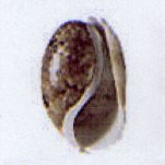 bulla punctulata