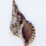 charonia tritonis