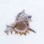 chicoreus ramosus