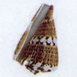 conus capitaneus