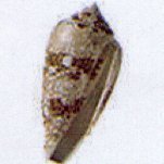 conus complanatus