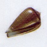 conus figulinus