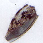 conus geographus