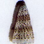 conus imperialis