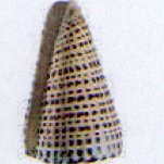 conus leopardus