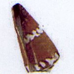 conus lithoglyphus