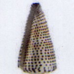 conus litteratus