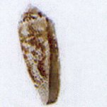 conus nussatella