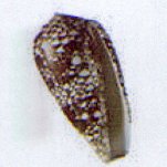 conus omaria