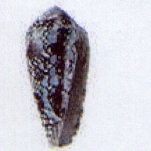 conus praelatus