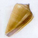 conus quercinus